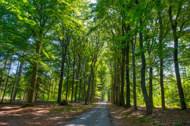 istock Trees in a forest in sunlight in a spring morning 1227404422
