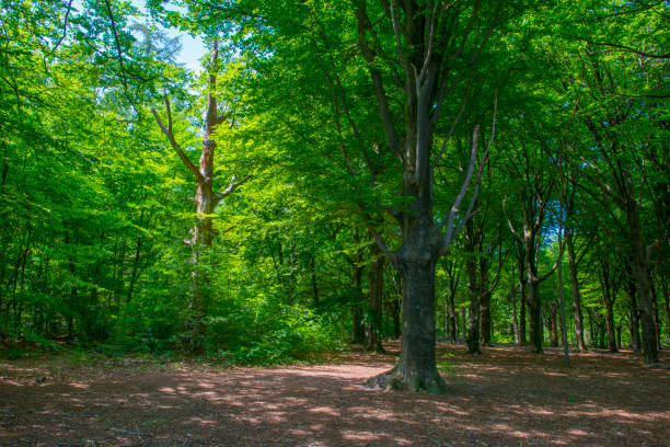 istock Trees in a forest in sunlight in a spring morning 1227404609