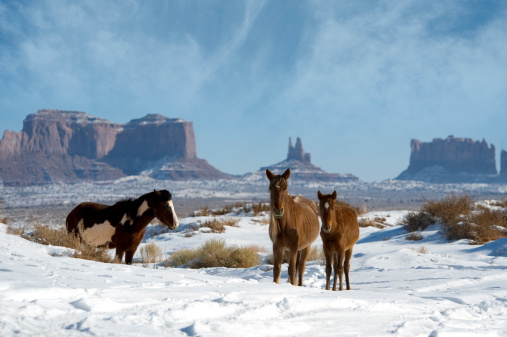 Monument Valley horse in the snow