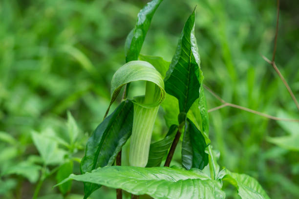 istock Jack in the Pulpit Spathe in Springtime 1227405272