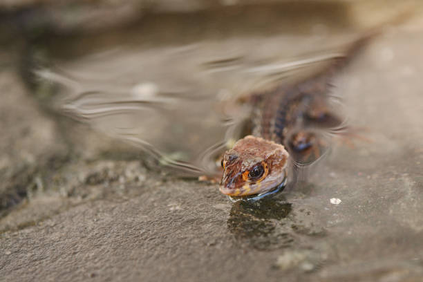 Croc skink in exotic animal like as a dragon.