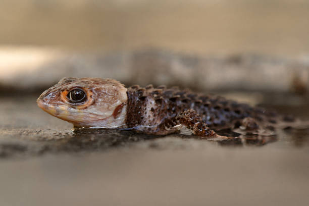 istock Crocodile skink in the World 1227406419