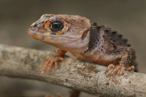 istock Crocodile skink in the World 1227406427