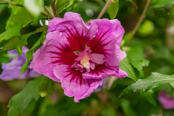 Hibiscus syriacus flower, blooming with green leaves background