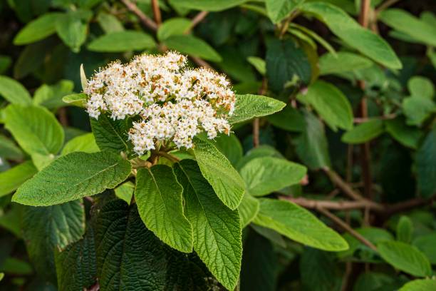 floring viburnum leatherleaf (viburnum rhytidophyllum alleghany) em fundo escuro embaçado. foco seletivo. close-up. belas flores brancas com folhas verdes texturizadas escuras. - viburnum - fotografias e filmes do acervo