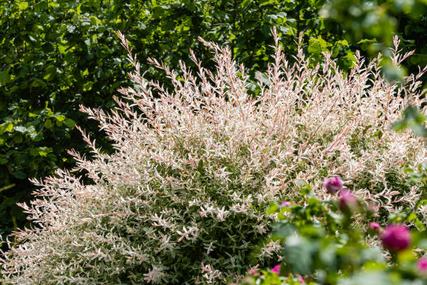 조경 된 정원에서 일본 버드 나무 살릭스 인테그라 하쿠로 니시키. 공 모양의 흰색과 분홍색 잎버드 가지. 선택적 초점. 자연 디자인에 대 한 자연 개념. - ornamental garden multi colored white pink 뉴스 사진 이미지