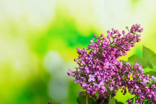 istock Branch of fresh lilac on a green background 1227409213