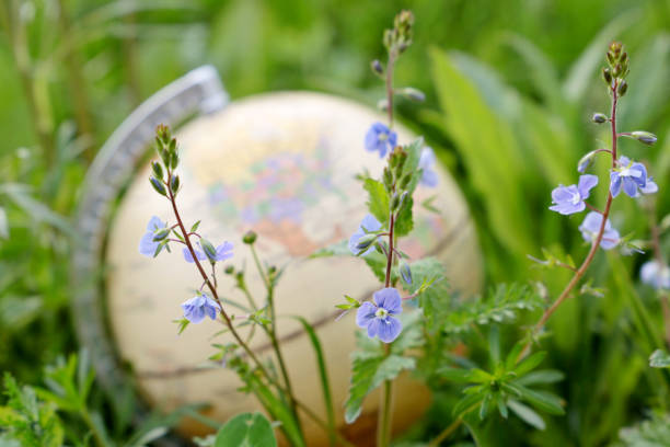 istock Globe in summer flowers and green grass, selective focus 1227409218