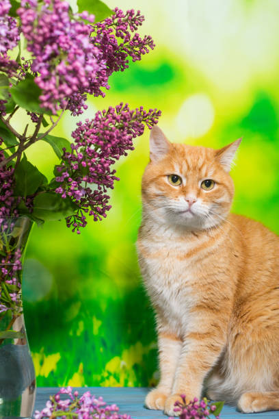 istock Bouquet of fresh lilacs and a red cat 1227409255