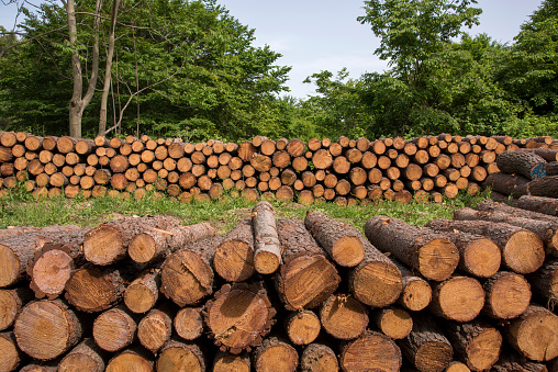 Large amounts of logs piled up in a log yard of a sawmill near Revelstoke, BC, Canada with in the back the triple peak Mount Begbie located in the Gold Range west of the Columbia River