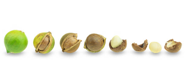 istock Collection of peeled and unpeeled macadamia nuts at white background 1227410121