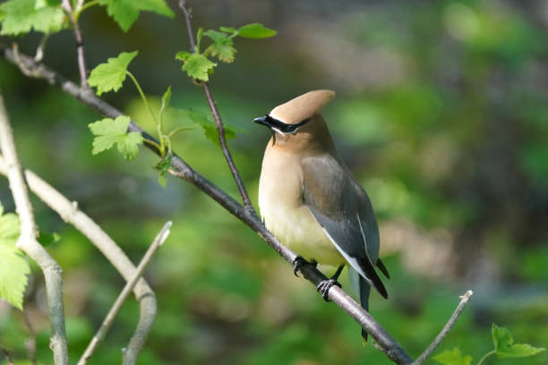 istock Cedar Waxwing in Nature reserve 1227410161