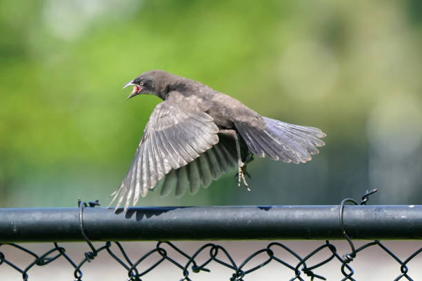 Grackle adult feeding chick