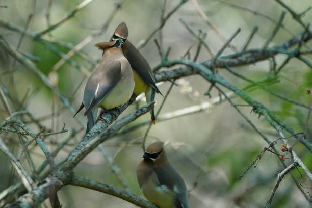 istock Cedar Waxwing in Nature reserve 1227410336