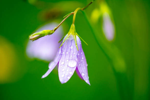 Blooming blue Creeping bellflower or rampion bellflower (Campanula rapunculoides) macro stock photo