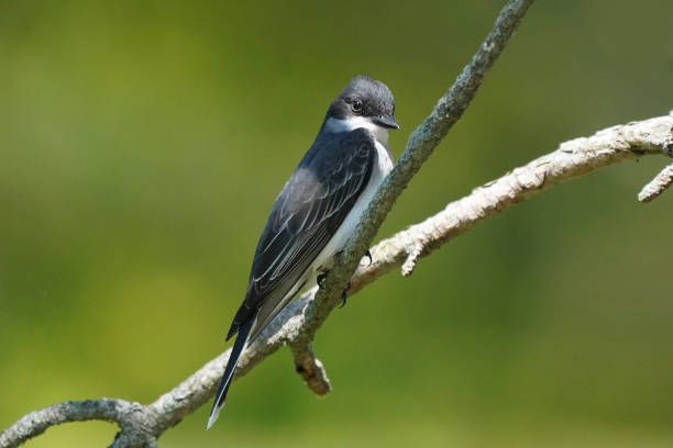 istock Eastern Kingbird at Park 1227410428