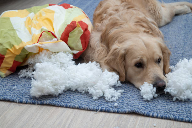 개는 집의 가구를 토리 - dog furniture destruction damaged 뉴스 사진 이미지