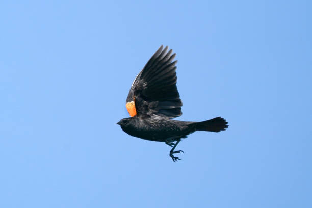 istock Red Winged Blackbird male in flight 1227410536