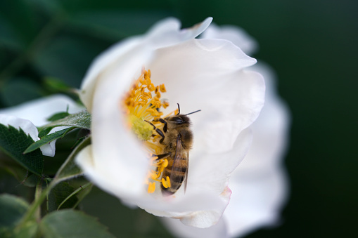 Honey Bee, Pollinator