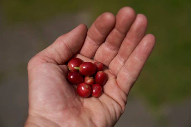 istock coffee beans in the palm of a hand 1227410714
