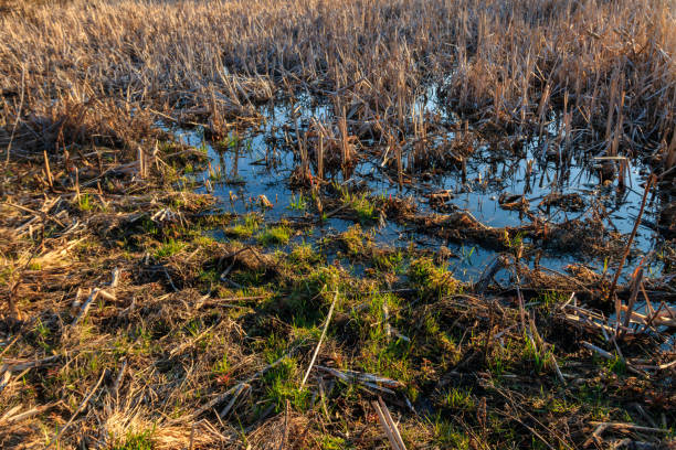 istock View of grassy wetland at spring 1227410931