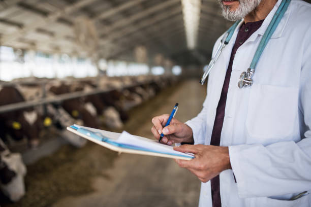 istock Unrecognizable veterinary doctor working on diary farm, agriculture industry. 1227411502