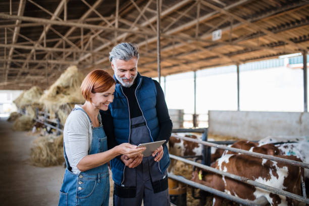 Man and woman managers using tablet on diary farm, agriculture industry. Man and woman managers using tablet on diary farm, agriculture industry. Copy space. two men same clothes stock pictures, royalty-free photos & images
