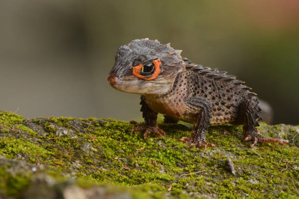 istock Crocodile skink in the World 1227411624