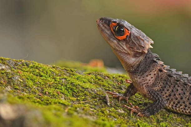 istock Crocodile skink in the World 1227411625