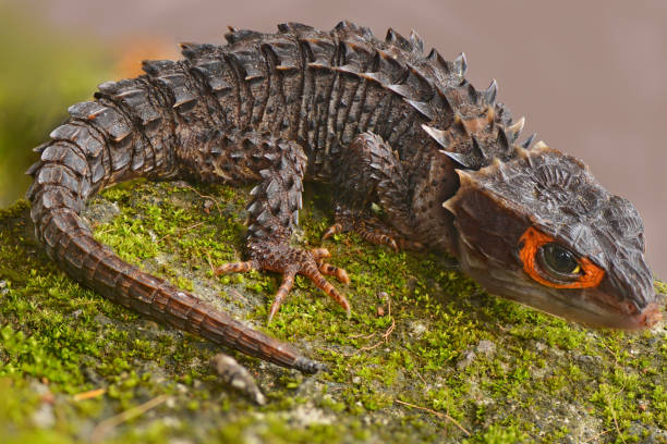 istock Crocodile skink in the World 1227411632