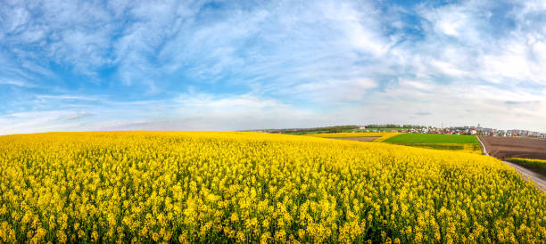 wonderful panoramic view of the rapeseed field from above, and the city on the horizon - dirtroad imagens e fotografias de stock