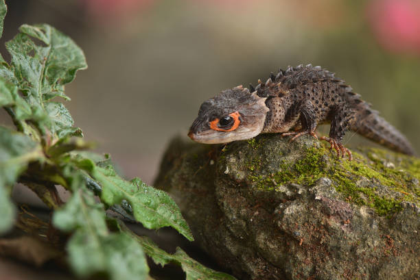 istock Crocodile skink in the World 1227411644