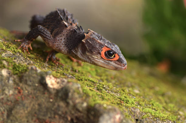 istock Crocodile skink in the World 1227411665