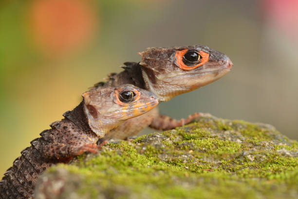 istock Crocodile skink in the World 1227411672