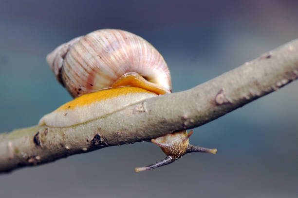 Snail In the World