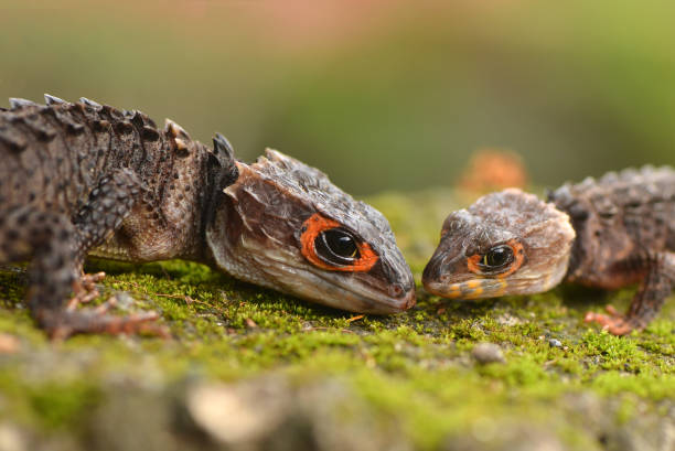 istock Crocodile skink in the World 1227411703