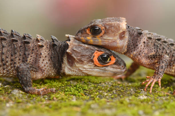 istock Crocodile skink in the World 1227411705