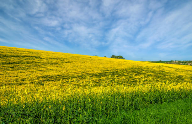istock Wonderful panoramic view on the rapeseed field waves 1227411985