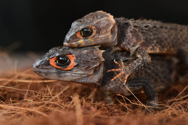 istock Reptile Crocodile Skink Stay on Tree 1227412005