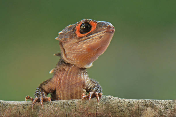 istock Reptile Crocodile Skink Stay on Tree 1227412027