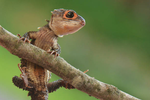 istock Reptile Crocodile Skink Stay on Tree 1227412029