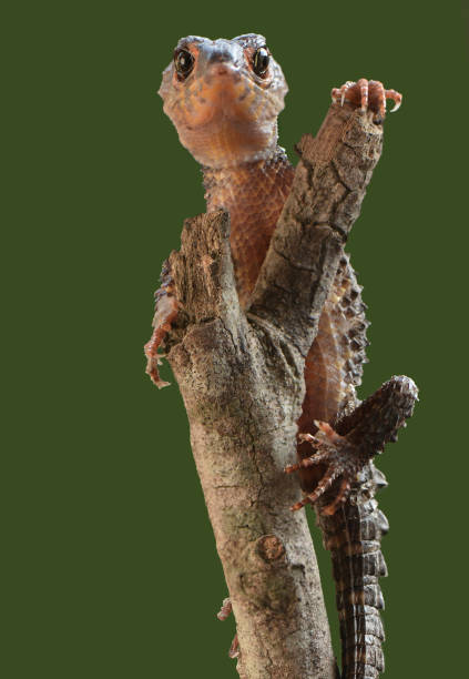 Reptile Crocodile Skink Stay on Tree