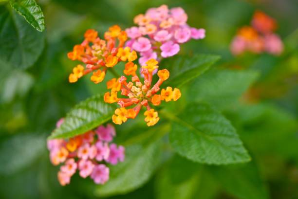 istock Even small flowers are beautiful 1227412155