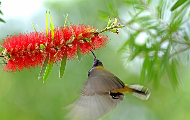 istock Every living being lives for something 1227412168