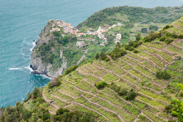 istock vineyards on Coast, Cinque Terre, Italy 1227413100