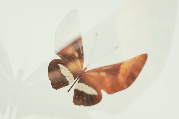 istock tropical orange butterfly. breed Melitaea. isolated on white background 1227413112