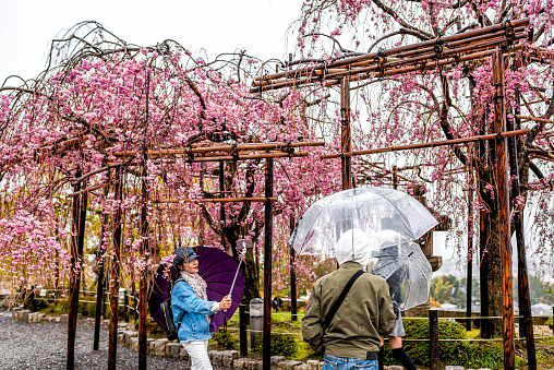 Kyoto, Japan - April 9, 2019: Cherry blossom weeping sakura tree blooming flowers in spring garden park pergola and people taking pictures at Kiyomizudera temple