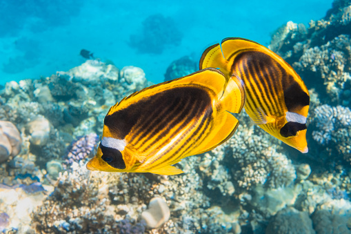Par de peces mariposa mapache (Chaetodon lunula, crescente-enmascarado, pez mariposa luna) sobre un arrecife de coral, agua azul clara. Dos coloridos peces tropicales con rayas negras y amarillas. photo