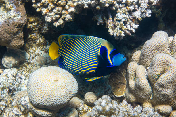 エジプトの紅海にある皇帝アンヘルフィッシュ(ポマカンサス・インペレーター)。自然の生息地でサンゴ礁に隠されたカラフルな斜めのストライプと美しい熱帯魚。 - beauty in nature coral angelfish fish ストックフォトと画像