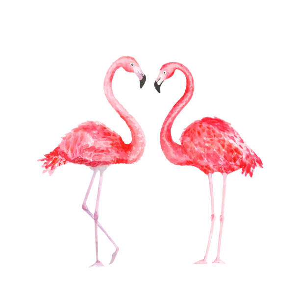 illustrations, cliparts, dessins animés et icônes de flamant. oiseau tropical d’aquarelle. illustration de vecteur - feather pink white isolated